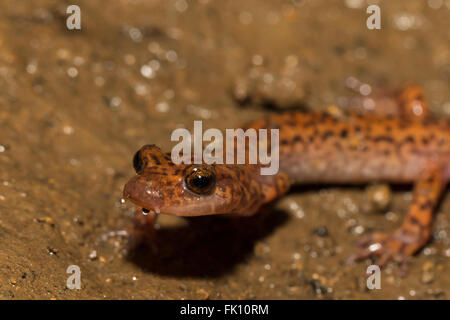 Salamander - Eurycea Lucifuga Höhle Stockfoto