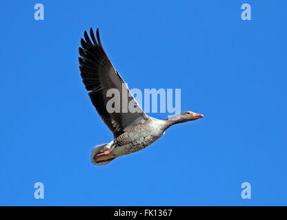 Fliegende Gans / Graugans, Anser anser Stockfoto