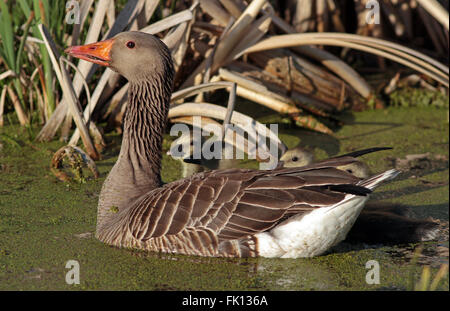 Graugans Anser anser Stockfoto