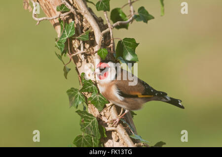 Europäische Stieglitz (Zuchtjahr Zuchtjahr) auf Efeu bedeckt branch Stockfoto
