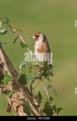 Europäische Stieglitz (Zuchtjahr Zuchtjahr) auf Efeu bedeckt branch Stockfoto