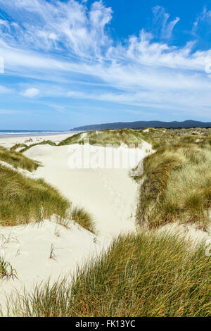 Sanddünen an der Küste Oregons Stockfoto