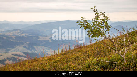 Blick auf die Berge in Piliptse. Frühherbst. Ukraine. Stockfoto