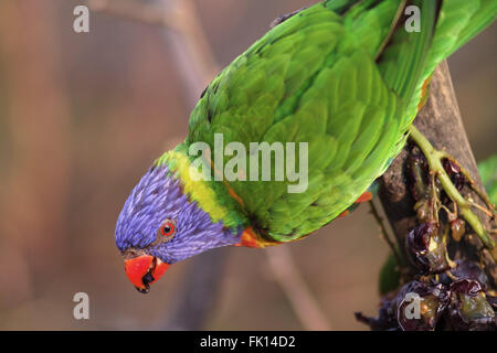 schöne kleine Lory Stockfoto