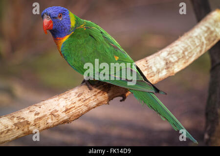 schöne kleine Lory Stockfoto