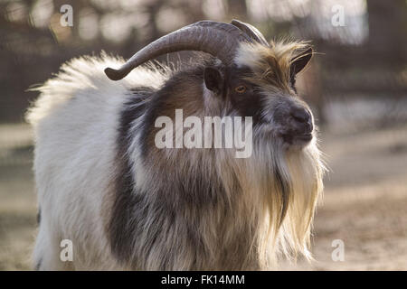 Ziege mit Hintergrundbeleuchtung Stockfoto