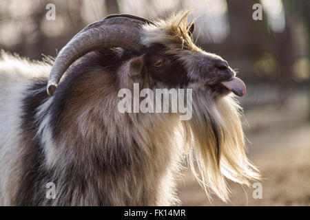 Ziege mit Hintergrundbeleuchtung Stockfoto