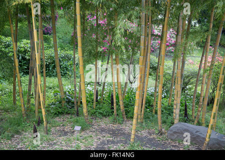 Bambussprossen in den Gärten des kaiserlichen Palastes in Tokio, Japan. Stockfoto