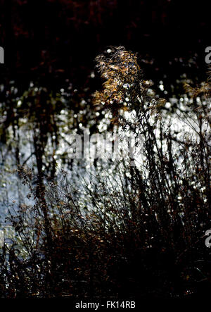 Samenkorn-Köpfe glühen vor einem dunklen Hintergrund mit funkeln im Wasser Stockfoto