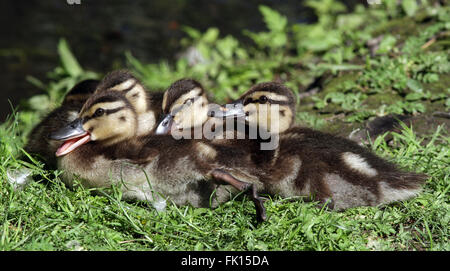 Mallardische Entenküken liegen auf grünem Gras zusammen Stockfoto