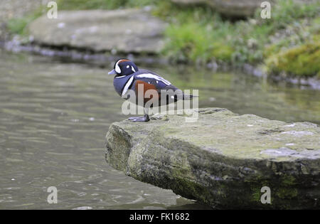 Männlichen Erwachsenen; in Gefangenschaft, WWTrust; Arundel, West Sussex. UK Stockfoto
