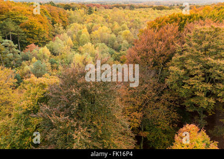 Bunte Baumwipfel von oben im Herbst in den Niederlanden Stockfoto