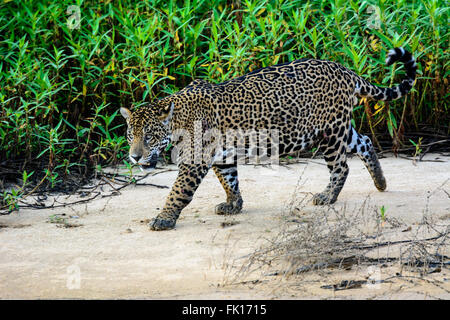 Jaguar auf der Pirsch Stockfoto