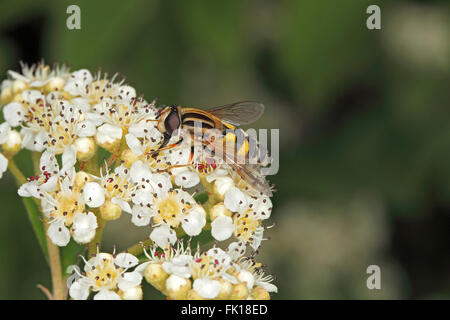 Hoverfly (Helophilus Trivittatus) Fütterung auf Zwergmispel Blume im Garten Cheshire UK Juni 0143 Stockfoto