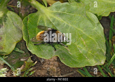 Große fliegen Narcissus (Merodon Equestris) ruht auf Blatt auf Wiese Cheshire UK Juni 1611 Stockfoto