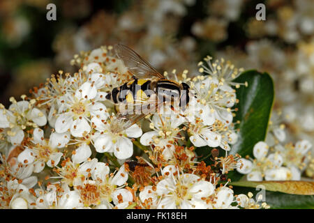 Hoverfly (Helophilus Trivittatus) Fütterung auf Zwergmispel Blume im Garten Cheshire UK Juni 1929 Stockfoto