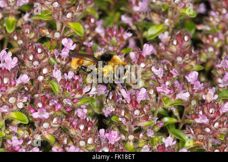 Große fliegen Narcissus (Merodon Equestris) Fütterung auf Thymian (Thymus) Blume im Garten Cheshire UK Juni 2284 Stockfoto