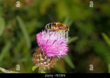 Hoverfly (Eristalis Pertinax) Fütterung auf Flockenblume (Centaurea Nigra) Blume in Wiese Cheshire UK August 2326 Stockfoto