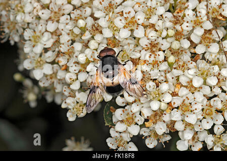 Großen Pied Hoverfly (Volucella Pellucens) Fütterung auf Zwergmispel Blumen im Garten Cheshire UK Juni 2393 Stockfoto