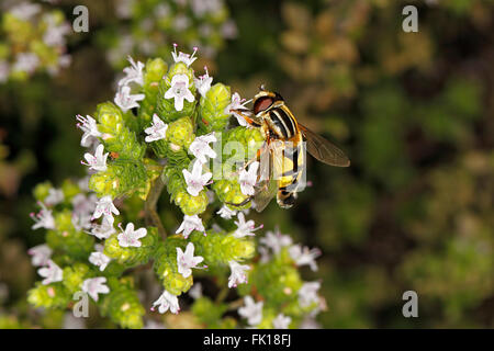 Hoverfly (Helophilus Trivittatus) Fütterung auf Oregano (Oregano Vulgare) Blumen im Garten Cheshire UK August 2618 Stockfoto