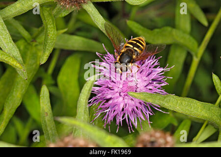 Hoverfly (Sericomyia Silentis) Fütterung auf Flockenblume (Centaurea Nigra) Fllower am Straßenrand vor North Wales UK August 57611 Stockfoto