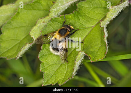 Hoverfly (Volucella Bombylans var Plumata) ruht auf Blatt am Rand der Wiese Cheshire UK August 57776 Stockfoto