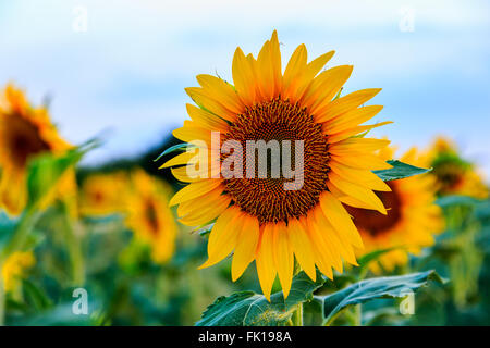 Einem schönen Sonnenblumen Feld in der Nähe von Valensole, Provence, Frankreich Stockfoto