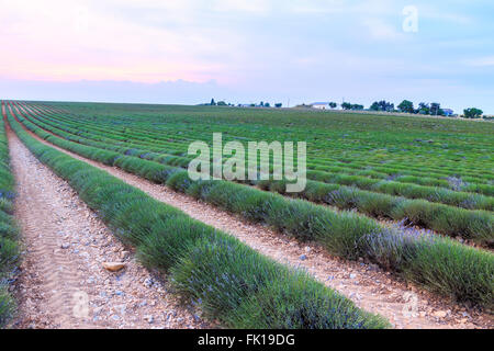 Lavendel Feld Ernte in der Nähe von Valensole.Provence.France Stockfoto