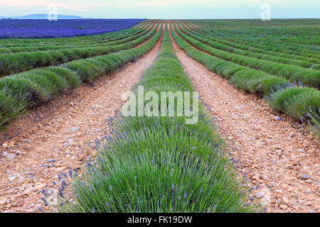 Lavendel Feld Ernte in der Nähe von Valensole.Provence.France Stockfoto