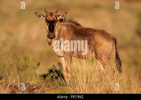 Eine junge blau Kalb Gnus (Connochaetes Taurinus), Süd Afrika Stockfoto