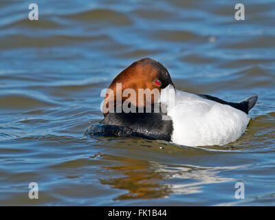 Männliche Canvasback Ente ruhen Stockfoto