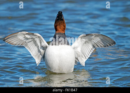 Männliche Canvasback Ente Flügel anzeigen Stockfoto