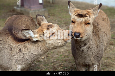 Japan, Nara, Hirsch, Stockfoto