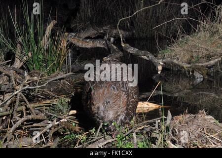 Eurasische Biber (Castor Fiber) Weiden Vegetation wachsen auf das Muttertier in einem großen Wald in der Nacht, Devon, UK Stockfoto