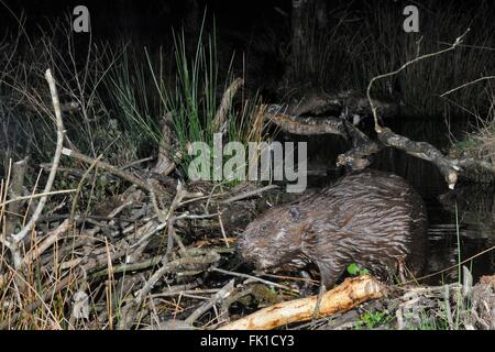 Eurasische Biber (Castor Fiber) Inspektion das Muttertier in einem großen Wald in der Nacht, Devon-Biber-Projekt. Stockfoto