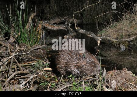 Eurasische Biber (Castor Fiber) Inspektion das Muttertier in einem großen Wald in der Nacht, Devon, UK Stockfoto