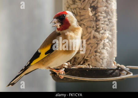 Gold Finch (Carduelis carduelis) Bild Nahaufnahme. Fütterung auf Sonnenblumenkerne Herzen von Garden Bird Feeder station. Lanscape format und weichem Hintergrund Stockfoto