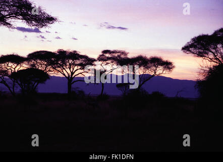 Die Sonne geht hinter Akazie Bäume in der Tarangire Nationalpark in Tansania. Stockfoto