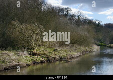 Weide (Salix Sp.) am Ufer des River Otter, Devon, UK, März durch Eurasische Biber (Castor Fiber) gefällt. Stockfoto