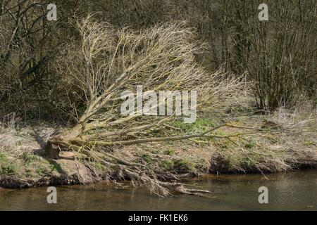 Weide (Salix Sp.) am Ufer des River Otter, Devon, UK, März durch Eurasische Biber (Castor Fiber) gefällt. Stockfoto