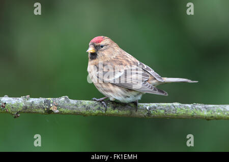 Geringerer Redpoll Acanthis Kabarett Stockfoto