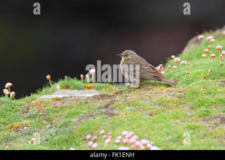 Erwachsenen eurasischen Rock Pieper Anthus Petrosus auf eine Klippe Shetland Stockfoto