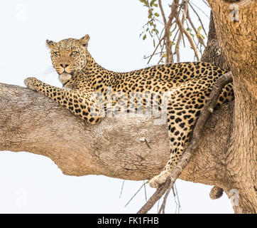 Einzelne Erwachsene Leopard (Panthera pardus) in Ruhe, Ruhe liegen auf einem Ast von Zarafa Camp auf dem Selinda Reserve, Kalahari, Norden Botswana, Südafrika Stockfoto