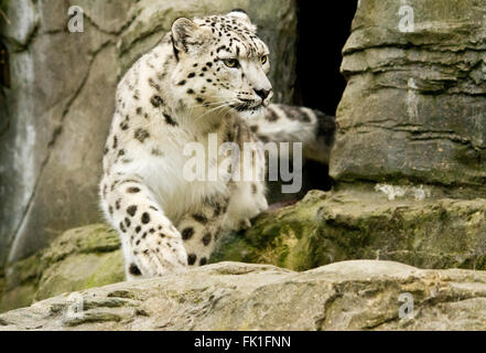 Schneeleopard verlässt die Höhle. Gefangener Tiergehege im Marwell Zoo. Von unten im Querformat aufgenommen. Erhaltung Zucht. Hatte kürzlich neue Jungen. Stockfoto