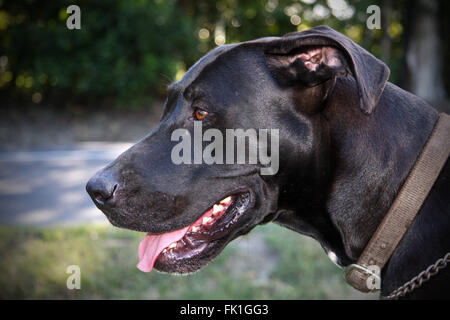 Deutsche Dogge Hund, Nahaufnahme des Gesichts von der Seite, Zunge raus, zu Fuß Stockfoto