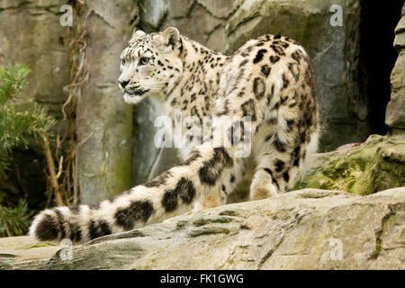 Snow Leopard zeigt Lange detaillierte Schwanz im Vordergrund. Querformat. Große weiße Katze mit schwarzen Markierungen, die in Gefangenschaft Tier inclosure in Marwell Zoo. Stockfoto