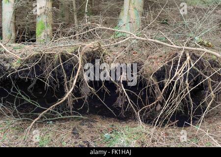 Bäume entwurzelt durch starke Winde in Wald-Schottland Stockfoto