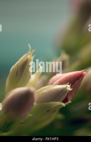 Eröffnung Blütenknospen von Agapanthus Stockfoto
