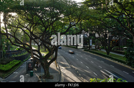 Von Bäumen gesäumten Straße, Singapur Stockfoto