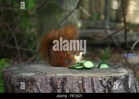 Ein seltener Rotes Eichhörnchen auf einem Baumstumpf, der Früchte isst Stockfoto